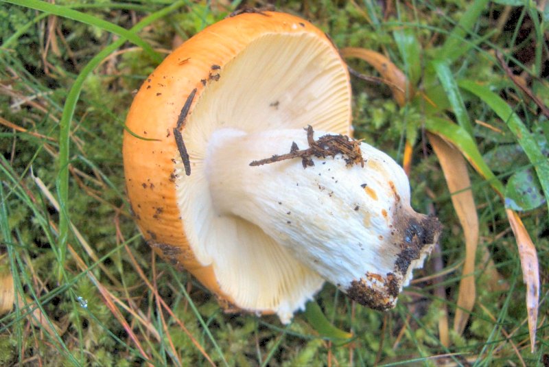 Due Russule del Trentino